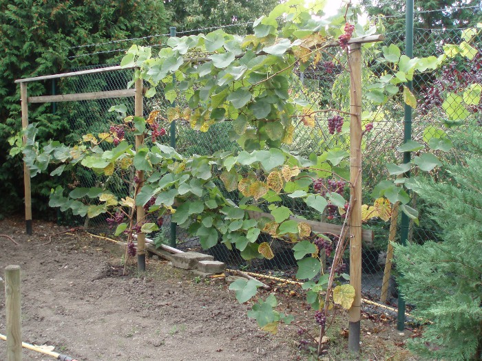 Roter Aderstedter Weinstock / Für mehr Bilder, Bild anklicken.